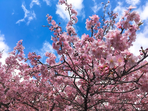 【2021・河津桜 原木】2月でも桜が見たい！早咲き桜おすすめSPOT