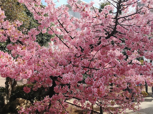 【2021・河津桜 ・桜神宮】東京都内で2月に桜が見える穴場スポット！一足お先に春満開