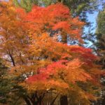 2021年現在11月上旬【北海道】の 【北海道庁・道庁赤レンガ庁舎】の紅葉をご紹介します。