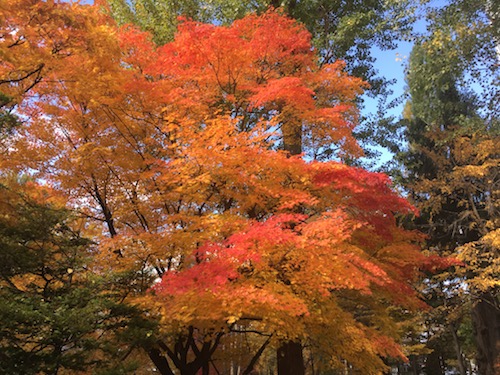 2021年現在11月上旬【北海道】の 【北海道庁・道庁赤レンガ庁舎】の紅葉をご紹介します。