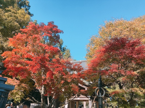 【東京・高尾山】の 【11月上旬の秋の紅葉】をご紹介します。